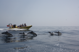 dolfijnen boot tocht